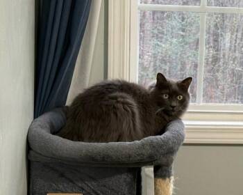 Christian (Adoption fee 45 dollars) -  Domestic Short Hair Cat for Adoption in Duluth, Georgia - Christian (Adoption Fee 45 Dollars) | PetCurious