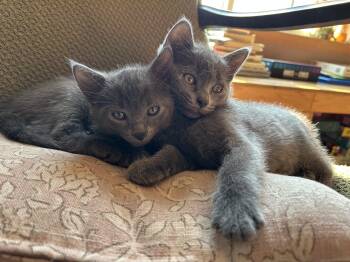 Rescue Domestic Short Hair Cats for Adoption in Blaine, Minnesota - Shade And Ember | PetCurious