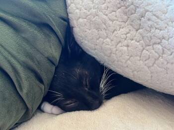 Sweetie -  American Shorthair Cat for Adoption in Los Angeles, California - Sweetie | PetCurious