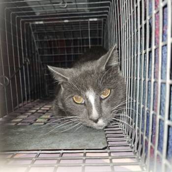 Rescue Domestic Short Hair Cats for Adoption in Des Moines, Iowa - Stanley | PetCurious