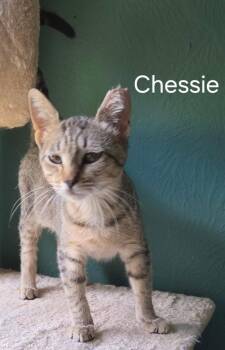 Chessie -  Domestic Short Hair Cat for Adoption in Oviedo, Florida - Chessie | PetCurious