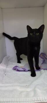 Ilya -  Domestic Short Hair Cat for Adoption in Delson, Quebec - Ilya | PetCurious