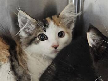 NESTA -  Domestic Short Hair Cat for Adoption in Tustin, California - NESTA | PetCurious