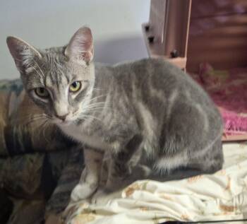 Domestic Short Hair Cats Available for Adoption - Pina Colada  | PetCurious