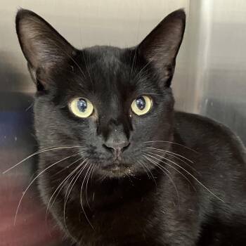 Domestic Short Hair Cats Available for Adoption - Finn | PetCurious