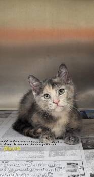 Marie -  Domestic Short Hair Cat for Adoption in Marion, Mississippi - Marie | PetCurious