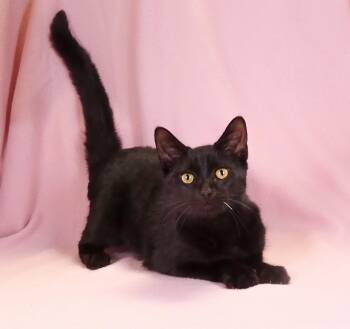 CRESCENT -  Domestic Short Hair Cat for Adoption in Pasadena, California - CRESCENT | PetCurious