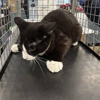 Domestic Short Hair Cats Available for Adoption - Jody | PetCurious