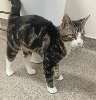 Domestic Short Hair Cats Available for Adoption in Pocatello, Idaho - Slade | PetCurious