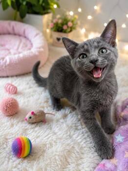 Hex -  Domestic Short Hair Cat for Adoption in New Orleans, Louisiana - Hex | PetCurious
