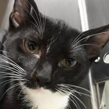 Philly -  Domestic Short Hair Cat for Adoption in Spokane, Washington - Philly | PetCurious