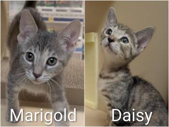 Daisy & Marigold - Bonded Kitten Sisters -  Domestic Short Hair Cat for Adoption in Los Altos, California - Daisy & Marigold - Bonded Kitten Sisters | PetCurious