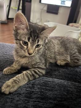 Lamar -  Domestic Short Hair Cat for Adoption in Phoenix, Arizona - Lamar | PetCurious