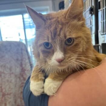 Mike -  Domestic Long Hair Cat for Adoption in Spokane, Washington - Mike | PetCurious