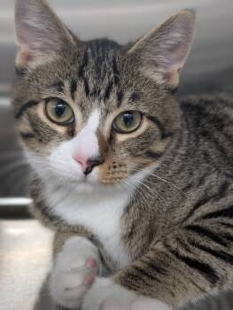 Ortley -  Domestic Short Hair Cat for Adoption in Plainfield, New Jersey - Ortley | PetCurious