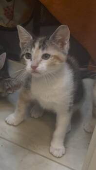 Calico Cats Available for Adoption in Albuquerque, New Mexico - Harlow | PetCurious