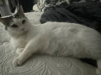 Domestic Short Hair Cats Available for Adoption in Herndon, Virginia - Leia | PetCurious
