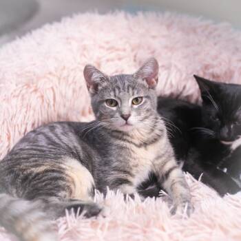 Rescue Domestic Short Hair Cats for Adoption in St. Augustine, Florida - Boba | PetCurious