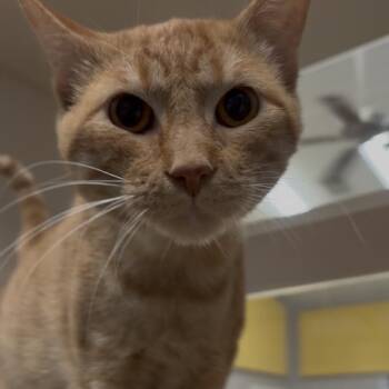Apricot -  Domestic Short Hair Cat for Adoption in Galveston, Texas - Apricot | PetCurious