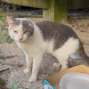 Ethan 2 -  Domestic Short Hair Cat for Adoption - Ethan 2 | PetCurious