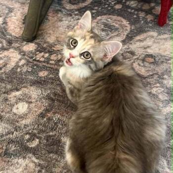 Rosette -  Domestic Medium Hair Cat for Adoption in Candler, North Carolina - Rosette | PetCurious