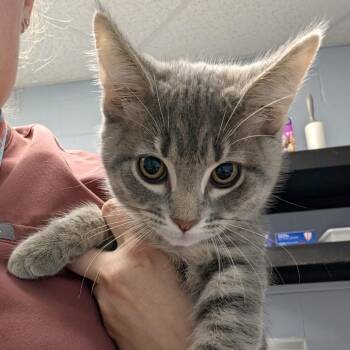 Claude Frollo -  Domestic Short Hair Cat for Adoption in Indianapolis, Indiana - Claude Frollo | PetCurious
