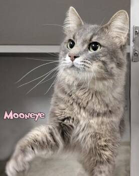 Mooneye -  Domestic Long Hair and Domestic Short Hair Cat for Adoption in Mason, Michigan - Mooneye | PetCurious