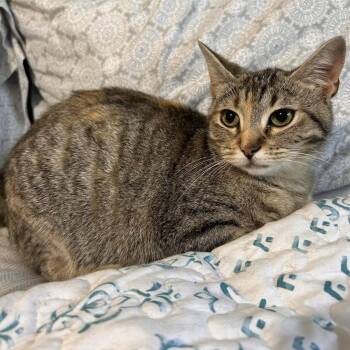 Ivy -  Domestic Short Hair Cat for Adoption in Liverpool, Texas - Ivy | PetCurious