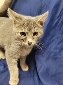 Grayson -  Domestic Short Hair Cat for Adoption in Lorain, Ohio - Grayson | PetCurious