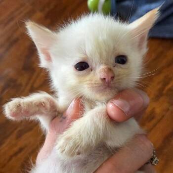 Jenga in Williamsburg, VA -  Domestic Short Hair Cat for Adoption - Jenga In Williamsburg, VA | PetCurious