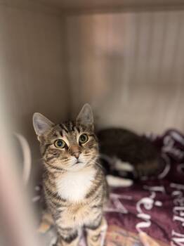 Rescue Domestic Short Hair Cats for Adoption in Pottsville, Pennsylvania - Screech | PetCurious