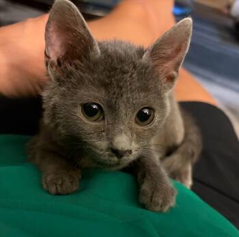Diana -  Domestic Short Hair Cat for Adoption in Buford, Georgia - Diana | PetCurious