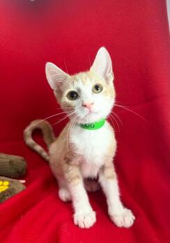 Komodo -  Tabby Cat for Adoption in Tavares, Florida - Komodo | PetCurious