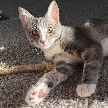 Coco -  Domestic Short Hair Cat for Adoption in Spokane, Washington - Coco | PetCurious