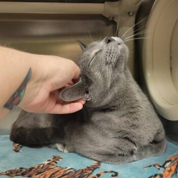 Cookie -  Domestic Short Hair Cat for Adoption in Columbia, Missouri - Cookie | PetCurious
