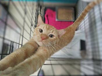 Domestic Short Hair Cats Available for Adoption in Oklahoma City, Oklahoma - NOTCH | PetCurious