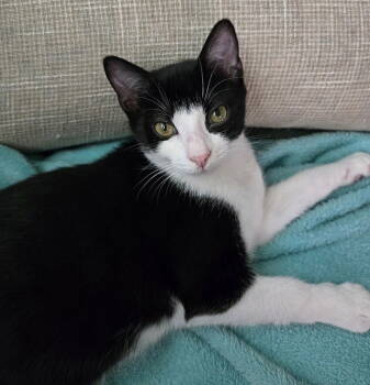 Rescue Domestic Short Hair Cats for Adoption in Tampa, Florida - Sonata | PetCurious