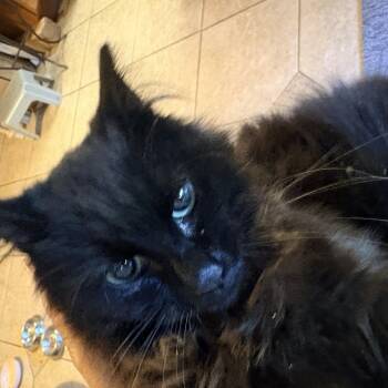 Domestic Medium Hair Cats Available for Adoption - Spica | PetCurious