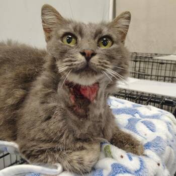 Slasher -  Domestic Medium Hair Cat for Adoption in Coos Bay, Oregon - Slasher | PetCurious