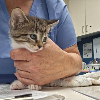 Wally (26-5495) -  Domestic Short Hair Cat for Adoption in Fort Smith, Arkansas - Wally (26-5495) | PetCurious