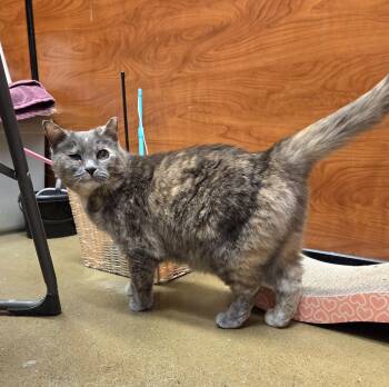 Domestic Short Hair Cats Available for Adoption in Mayfield, New York - Dahlia | PetCurious