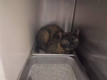 Domestic Short Hair Cats Available for Adoption in Colorado Springs, Colorado - STELLA | PetCurious