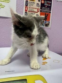 61355890 -  Domestic Short Hair Cat for Adoption in El Paso, Texas - 61355890 | PetCurious