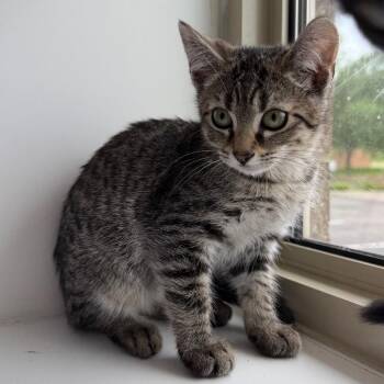 Pretty Boy Miah -  Domestic Short Hair Cat for Adoption in Mankato, Minnesota - Pretty Boy Miah | PetCurious