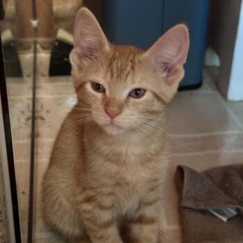 Sunshine -  Domestic Short Hair Cat for Adoption in Saratoga Springs, New York - Sunshine | PetCurious