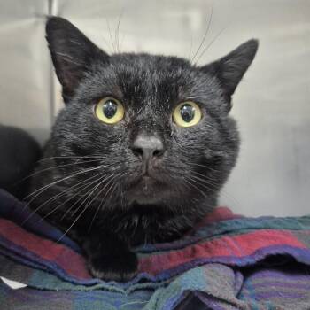 Domestic Short Hair Cats Available for Adoption - Karl | PetCurious