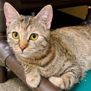 Domestic Short Hair Cats Available for Adoption - Ginger | PetCurious