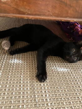Rescue Domestic Short Hair Cats for Adoption in St. Helens, Oregon - Pete | PetCurious