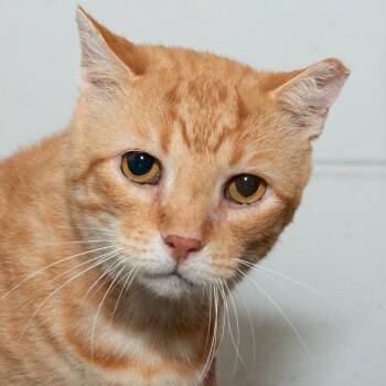 Rescue Domestic Medium Hair Cats for Adoption in Troy, Ohio - Tommy | PetCurious