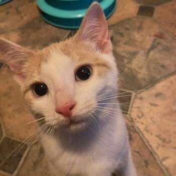 Moe -  Domestic Short Hair Cat for Adoption in Sterling Heights, Michigan - Moe | PetCurious